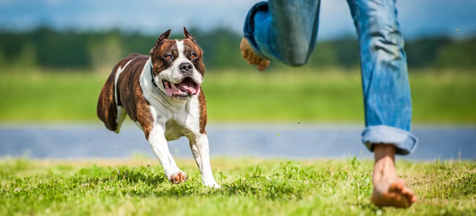 Dog chasing a child running through grass