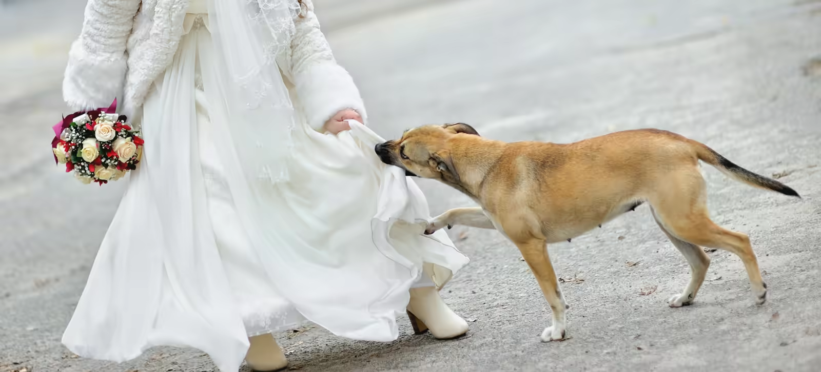 Dog biting and pulling a wedding dress