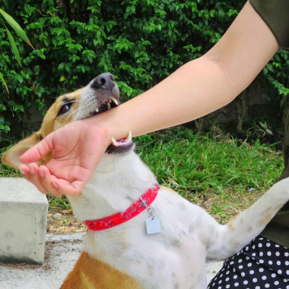 Dog bite attack showing the need to evaluate liability